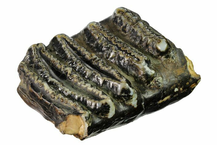 Partial Stegodon Molar - Indonesia #146291